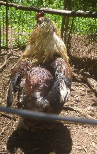 injured rooster 1.jpg