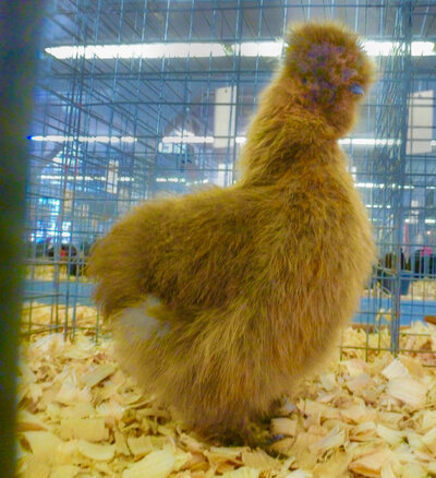 Silkie at state fair (3 of 1).jpg