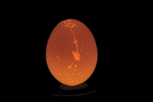 Candled-Egg jpg.jpg