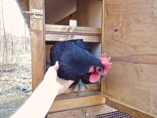 Completed Coop-Hutch 31.jpg Completed Coop-Hutch 31.jpg