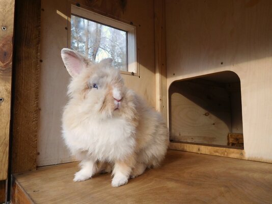 Completed Coop-Hutch 44.jpg Completed Coop-Hutch 44.jpg