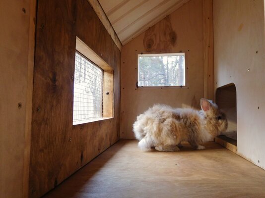 Completed Coop-Hutch 45.jpg Completed Coop-Hutch 45.jpg