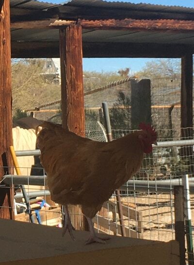 My CHICKENS! (and the two naughty bantams)