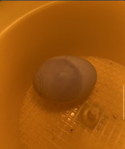 34173EF2-E8A9-484A-8247-56A4437F9175.jpeg