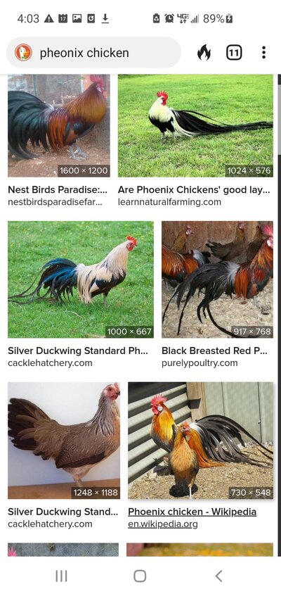 Screenshot_20210517-160340_DuckDuckGo.jpg