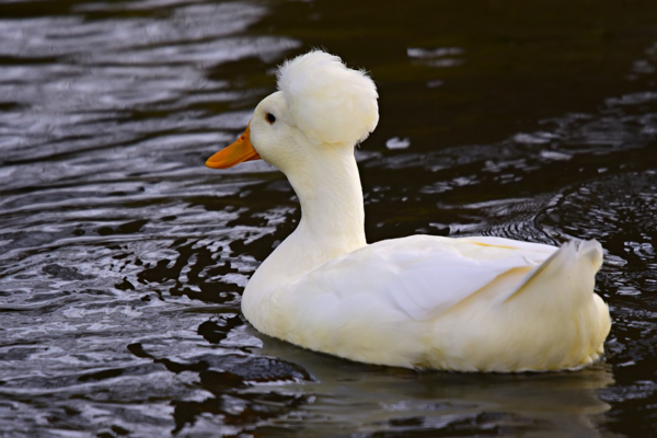 Crested Ducks