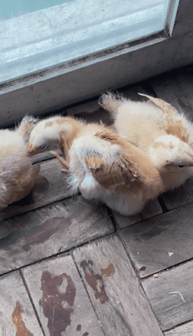 022B678C-C5C6-44D1-B3C7-7BA9ECC5BE01.gif