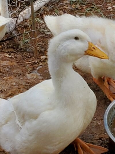 My Pet Chicken. Biggest emergency Youve faced??
