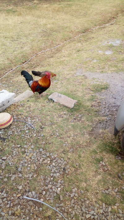 IMG-20210422-WA0037.jpeg