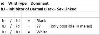 Shank Colours Genetics - Dermis.jpg