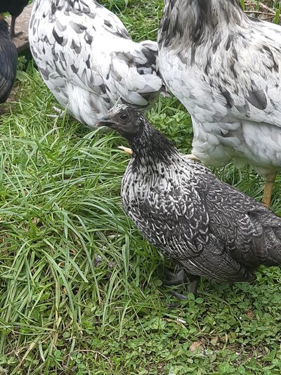 2020 Project Hen 2.jpg