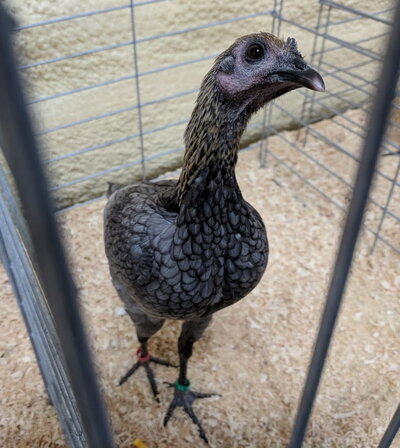 Modern Game, Lemon Blue bantam hen stretch.jpg