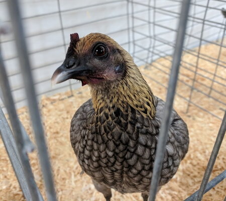 Modern Game, Lemon Blue bantam hen face.jpg