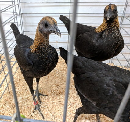 Modern Game, Brown Red bantam hens.jpg