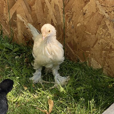 What kind of chicken is this?
