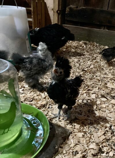 Zoro, Ruff and Hei Hei.jpg