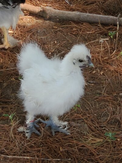 Sexing bantam silkie?