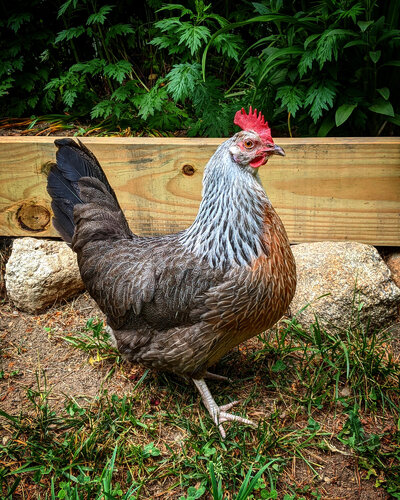 Darla - Silver Gray Dorking.jpg