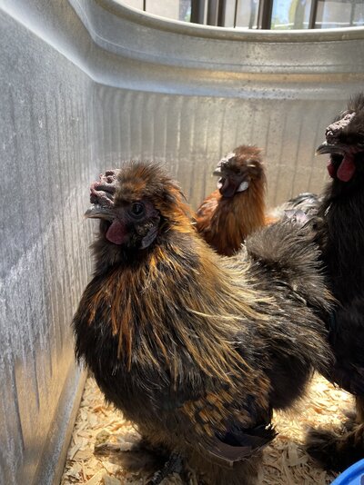 brown silkie.jpg