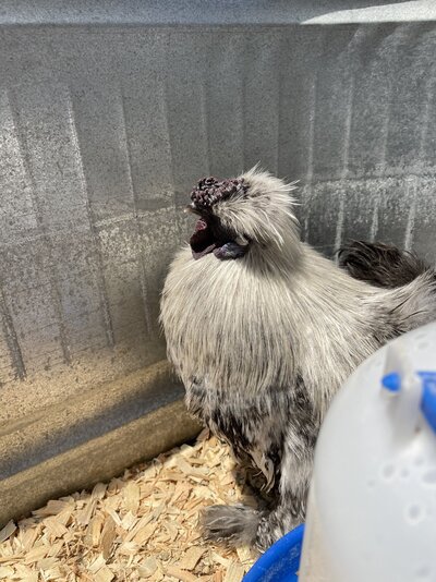 silkie.jpg