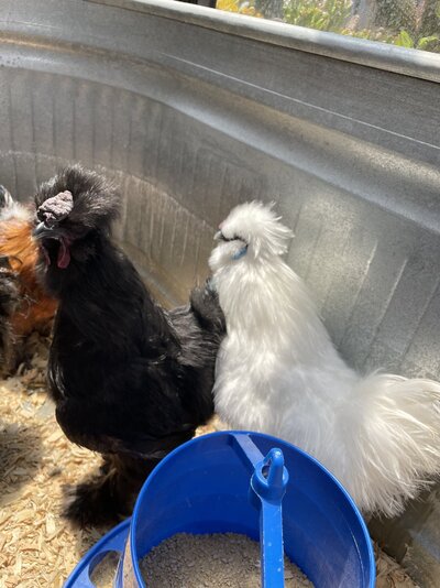 silkie rooster.jpg