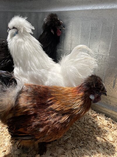 silkies.jpg