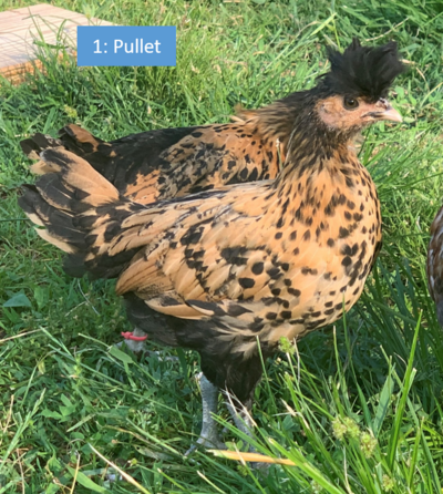 Spitz_pullet_blue_6.5weeks.png