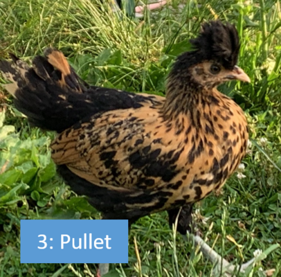 Spitz_pullet_pink_6.5weeks.png