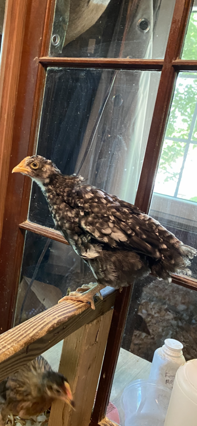 5 week old barred rocks- girls or boys