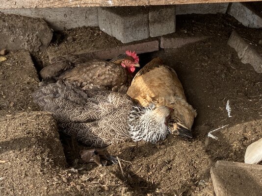 Is Your Flock Happy or Stressed?