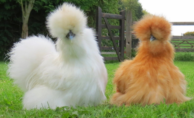 Top 6 Favorite Chicken Breeds