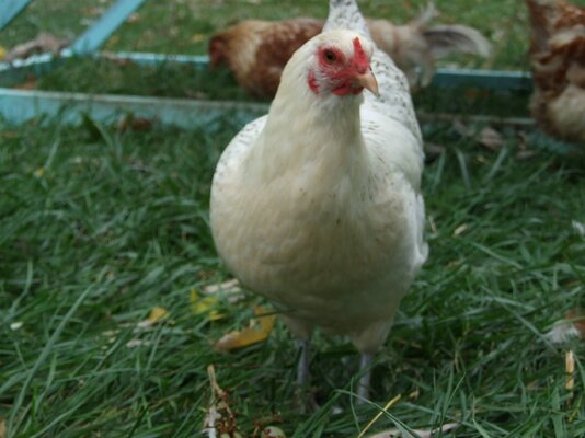 DSCF0540.jpg