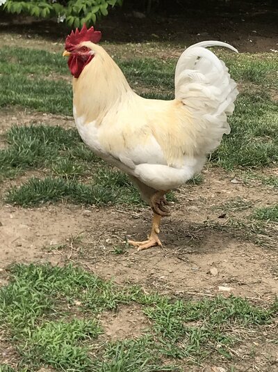 Charlie1.jpg