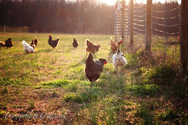 Hens-or-Chicks-from-Cosmopolitan-Cornbread-2.jpg