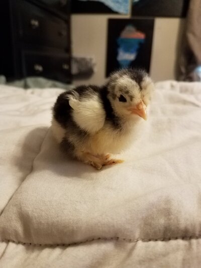 Splash Bantam 1.jpg