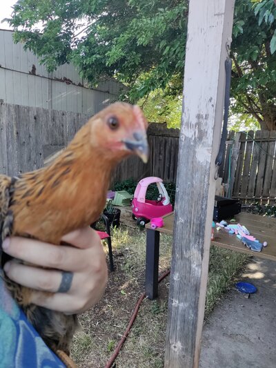 Is this a rooster