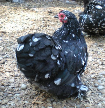 Black Mottled Cochin Bantam.png