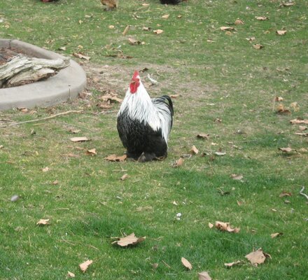 silver tiped Birchin Cochin Bantam Rooster  2020.JPG