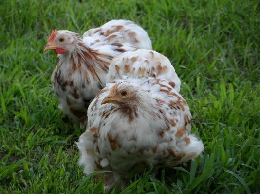 Milli Fluer Calico Cochin Bantams.jpg