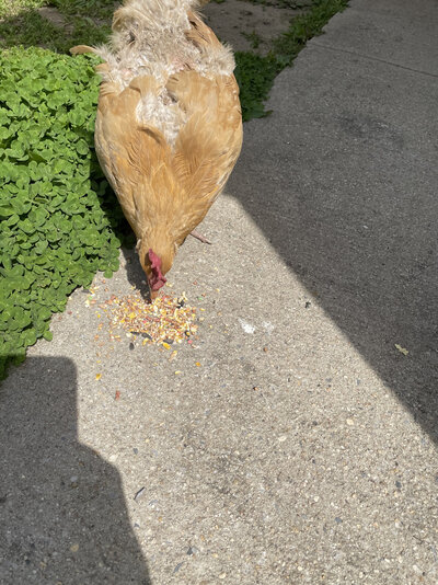 Chicken traumatized