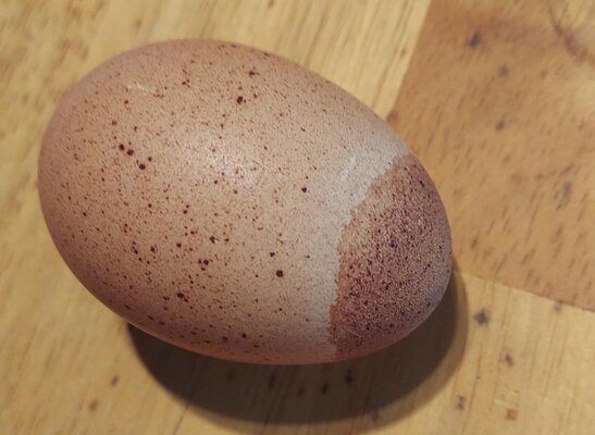 Tri-colored egg #1.jpg