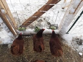 Winter cucumber treats.jpg