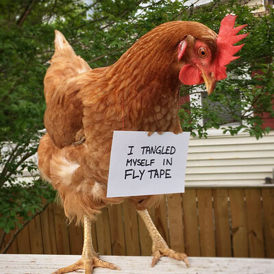 funny-chicken-shaming-farm-life-5af00e7602e11__700.jpg