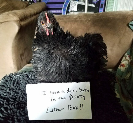 funny-chicken-shaming-farm-life-5af00b2ce45de__700.jpg