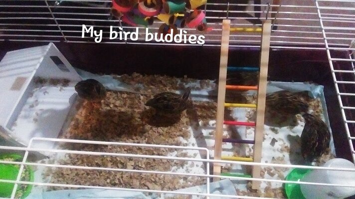 Quails.jpg