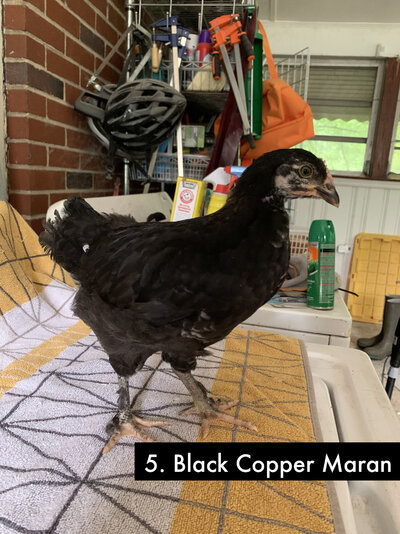 5 - Black Copper Maran - 2.jpg