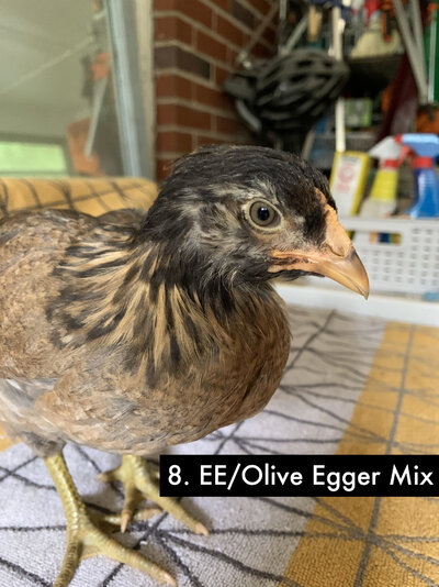 8 - Olive Egger-EE Mix B - 2.jpg