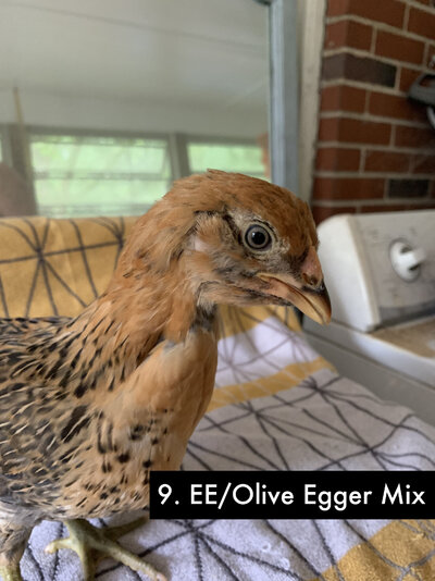 9 - Olive Egger-EE Mix C - 2.jpg