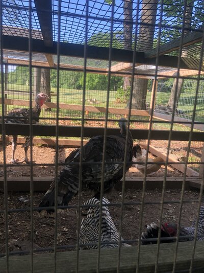 Are my turkeys BB or standard bronze?
