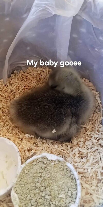 received_961070028021978.jpeg